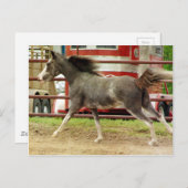 Mini Pinto Horse Gallops Postkarte (Vorne/Hinten)