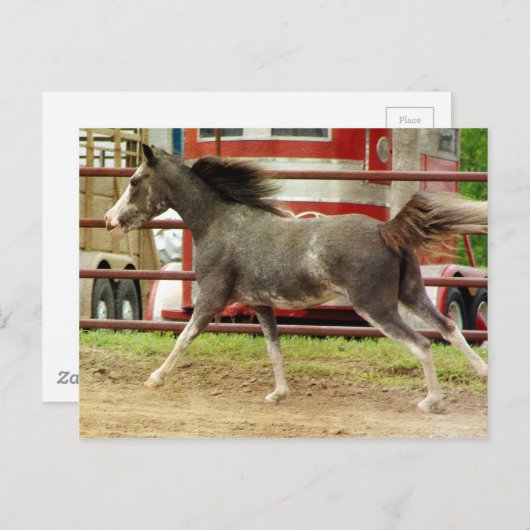 Mini Pinto Horse Gallops Postkarte (Vorne/Hinten)