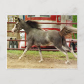 Mini Pinto Horse Gallops Postkarte (Vorderseite)