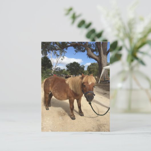 Mini Pony im Camping Grounds Postcard Postkarte (Stehend Vorderseite)