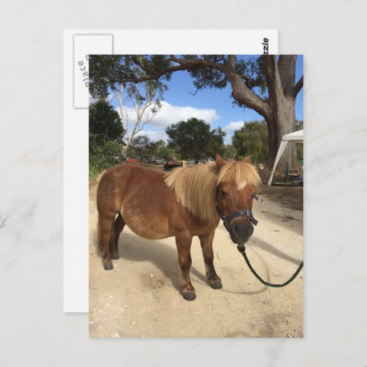 Mini Pony im Camping Grounds Postcard Postkarte (Vorne/Hinten)