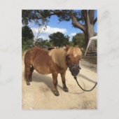 Mini Pony im Camping Grounds Postcard Postkarte (Vorderseite)