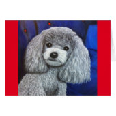 Mini-Poodle (Vorderseite (Horizontal))