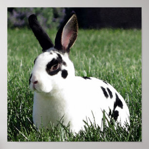 Mini Rex Hasenposter Poster