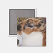 Mini-Rex-Kaninchen mit zerbrochener Tri-Farbe auf  Magnet (Vorderseite/Rückseite)