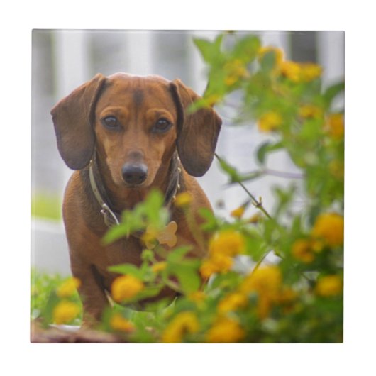 Mini rote Dackel Fliese (Vorderseite)