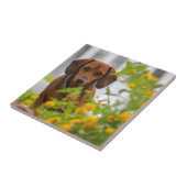 Mini rote Dackel Fliese (Seite)