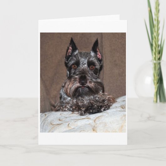Mini-Schnauzer 2 Feiertagskarte (Vorderseite)