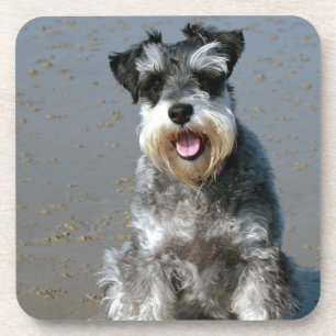 Mini schnauzer-am beach.png getränkeuntersetzer