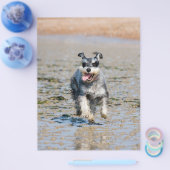 Mini-Schnauzer Flyer (Einzeln)