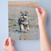 Mini-Schnauzer Flyer (Hand)
