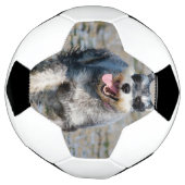 Mini-Schnauzer Fußball (Gedreht)
