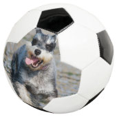 Mini-Schnauzer Fußball (Dreiviertel)