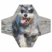Mini-Schnauzer Fußball (Flach)