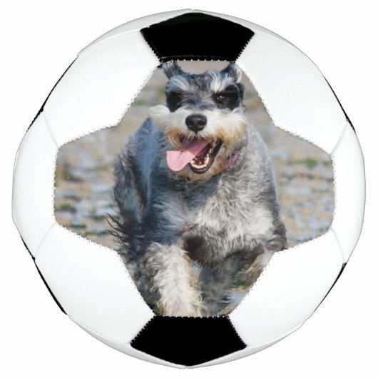 Mini-Schnauzer Fußball (Vorderseite)