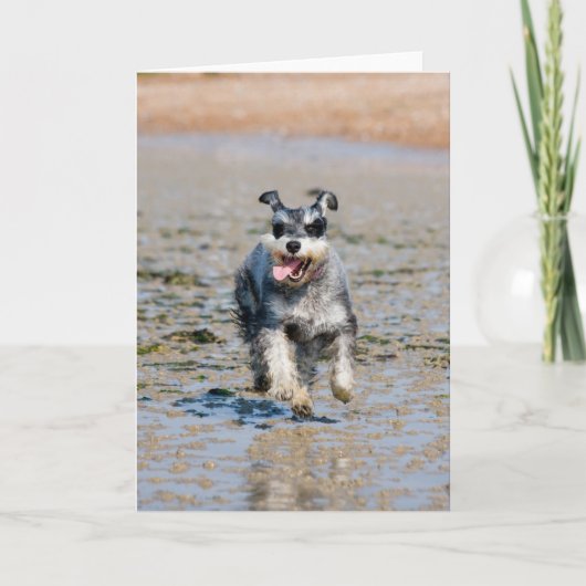 Mini-Schnauzer Karte (Vorderseite)