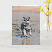 Mini-Schnauzer Karte (Gelbe Blume)