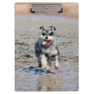 Mini-Schnauzer Klemmbrett
