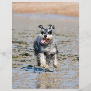 Mini-Schnauzer-laufend Flyer