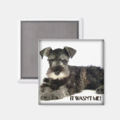 Mini Schnauzer Magnet (Vorderseite/Rückseite)