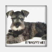 Mini Schnauzer Magnet (Vorne)