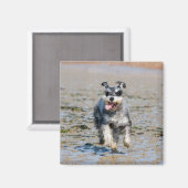 Mini-Schnauzer Magnet (Vorderseite/Rückseite)