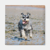 Mini-Schnauzer Magnet (Vorne)