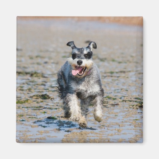 Mini-Schnauzer Magnet (Vorne)