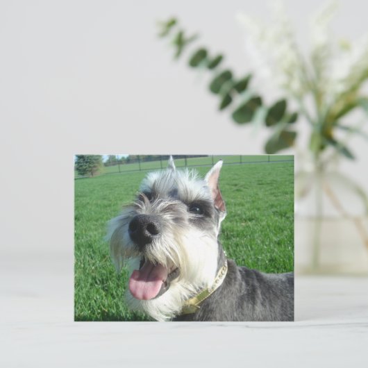 Mini Schnauzer Postcard Postkarte (Stehend Vorderseite)