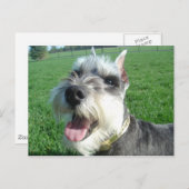 Mini Schnauzer Postcard Postkarte (Vorne/Hinten)