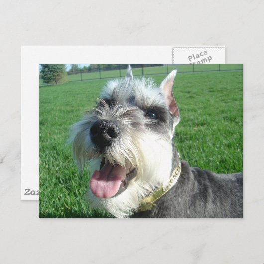 Mini Schnauzer Postcard Postkarte (Vorne/Hinten)
