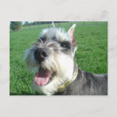 Mini Schnauzer Postcard Postkarte (Vorderseite)
