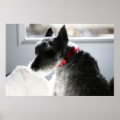 Mini Schnauzer Poster (Vorne)