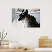 Mini Schnauzer Poster (Küche)