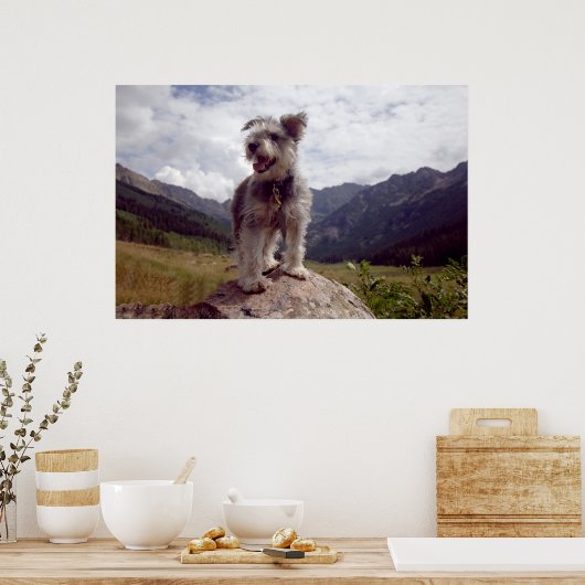 Mini Schnauzer Poster (Küche)