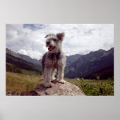 Mini Schnauzer Poster (Vorne)