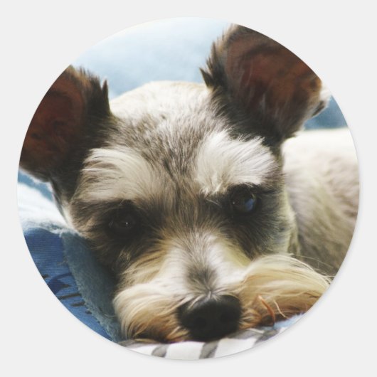 Mini Schnauzer Runder Aufkleber (Vorderseite)