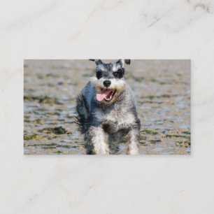 Mini-Schnauzer Visitenkarte