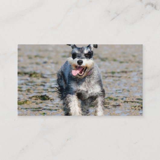 Mini-Schnauzer Visitenkarte (Vorderseite)