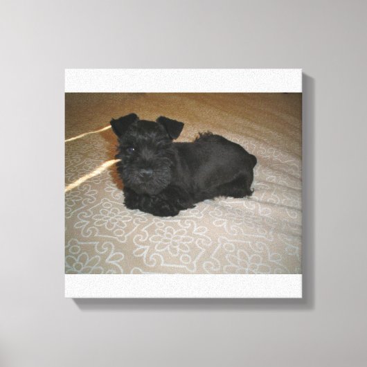 Mini-Schnauzer-Welpe Leinwanddruck (Vorderseite)