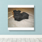 Mini-Schnauzer-Welpe Leinwanddruck (Insitu (Holzboden))