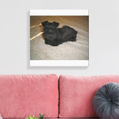 Mini-Schnauzer-Welpe Leinwanddruck (Insitu (Wohnzimmer))
