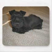 Mini-Schnauzer-Welpe Mousepad (Vorne)