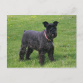 Mini-Shnaud-Vollversion Postkarte (Vorderseite)