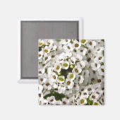Mini White Blume Magnet (Vorderseite/Rückseite)