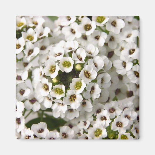 Mini White Blume Magnet (Vorne)