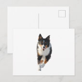 Miniatur American Shepherd Black Tri Running Postkarte (Vorne/Hinten)
