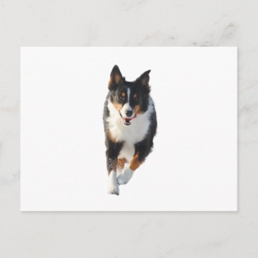 Miniatur American Shepherd Black Tri Running Postkarte (Vorderseite)