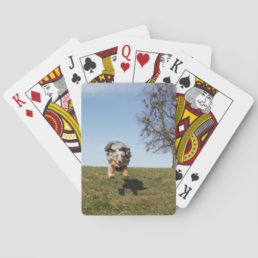 Miniatur American Shepherd Blue Merle Jumping Spielkarten (Rückseite)