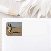 Miniatur-American-Shepherd läuft am Strand (Insitu)